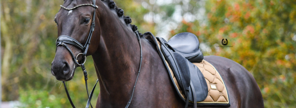 Equestrian Stockholm | Herbst & Winter 2020 Equestrian Stockholm | Herbst & Winter 2020