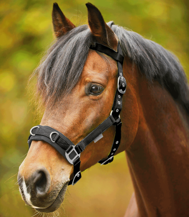 Waldhausen Longierhalfter Economic schwarz PONY