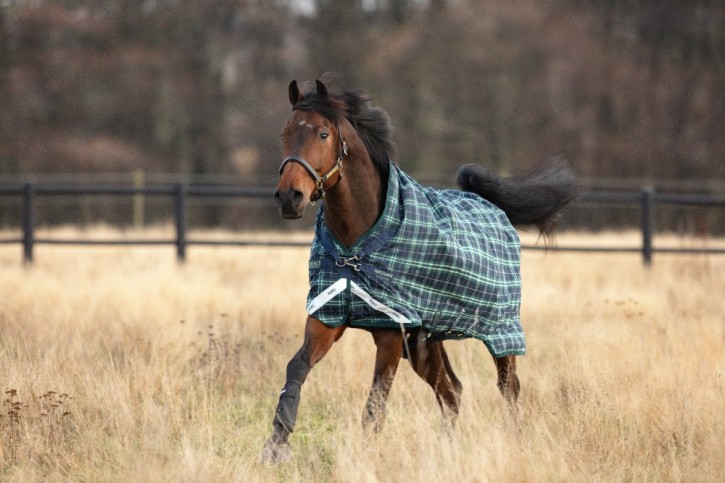 Horseware Rhino Wug Turnout Heavy 450g VL Hunter Check & Green- Navy