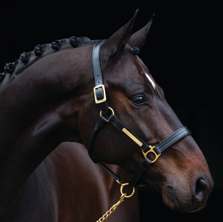 Horseware Amigo Lederhalfter Schwarz