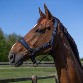 Kingsland KLLucca Halfter + Strick Navy FULL