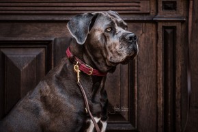 Kentucky Hundehalsband Nylon bordeaux