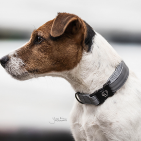 Kentucky Hundehalsband Reflective XS