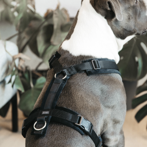 Kentucky Hundegeschirr Velvet Aktiv schwarz