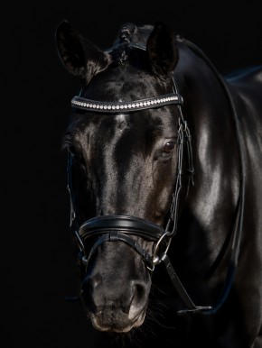 Equiline Trense mit schwedischem Reithalfter schwarz