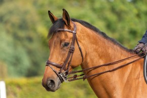 Dyon Kandare mit kombinierten Reithalfter NELAAA schwarz