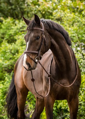 Trust Trense Calgary braun gold