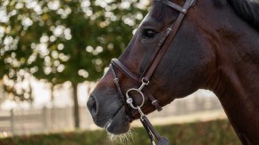 Trust Trense Hamburg braun silber full