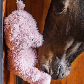 Kentucky Pferdespielzeug Teddybär Altrosa