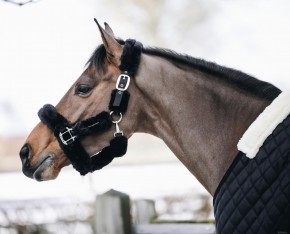 Kentucky Transport Halfter schwarz COB