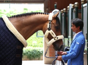 Kentucky Transport Halfter natural PONY